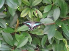 202308ブレイクショット7_アオスジアゲハ5