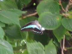 202308ブレイクショット8_アオスジアゲハ6