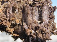 202401ブレイクショット3霜柱2