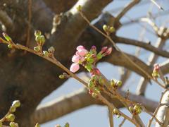 202403ブレイクショット3サクラ蕾1