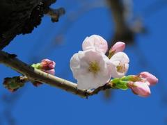 202403ブレイクショット6サクラ2