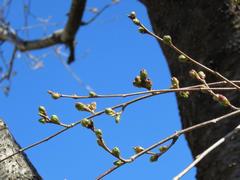 202403ブレイクショット7サクラ蕾