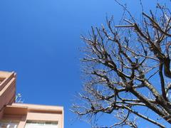 202403ブレイクショット8センターとサクラ蕾