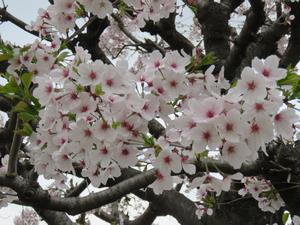 202404満開のサクラの木