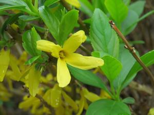 202404レンギョウ