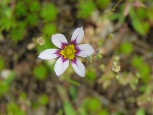 202405ニワゼキショウ