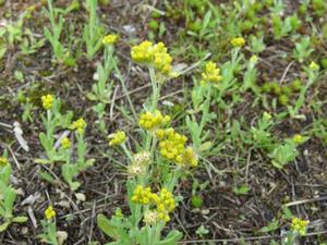 202405ハハコグサ