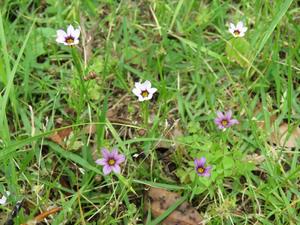 202405ニワゼキショウ（白と紫）