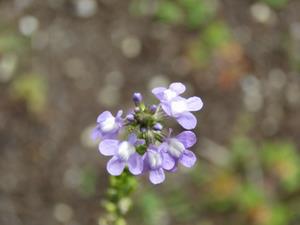 202405マツバウンラン