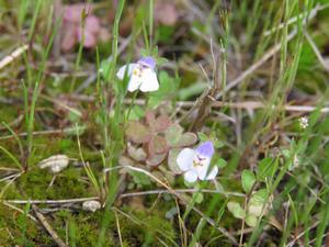 202405トキワハゼ