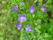 202405キキョウソウ