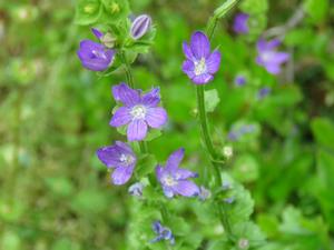 202405キキョウソウ