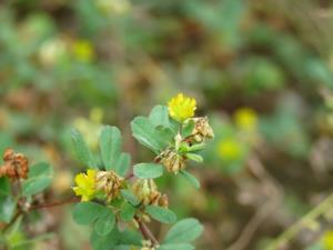 202405コツブツメクサ