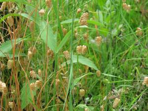 202405コバンソウ