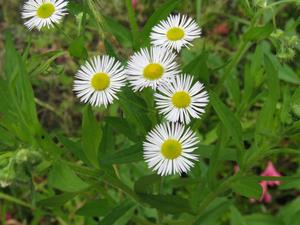 202405ハルジオン