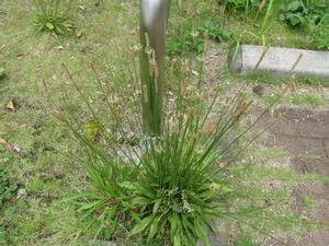 202405ヘラオオバコ