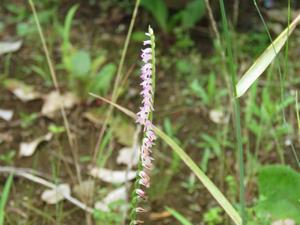 202406ネジバナ01