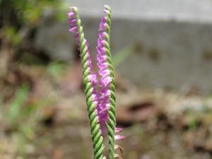 202406ネジバナ02