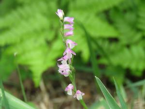 202406ネジバナ03