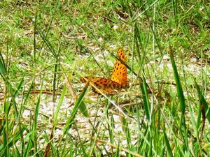 202409ツマグロヒョウモン