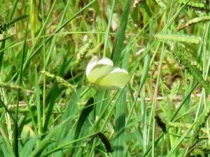 202409キタキチョウ