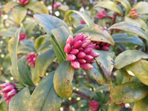 202502ジンチョウゲのつぼみ