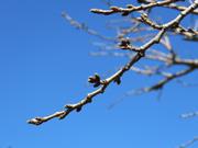 202502サクラのつぼみ