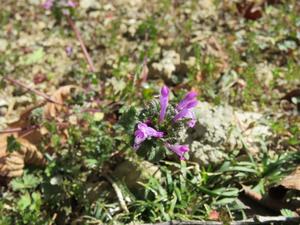 202502ホトケノザ