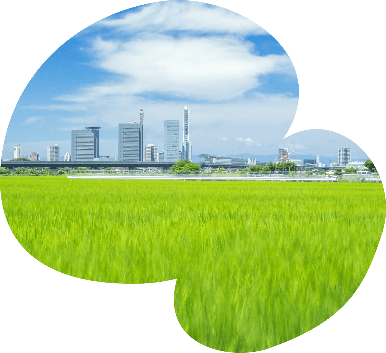緑豊かな田んぼの奥に高層ビル群が立ち並ぶ都市と自然の対比が印象的な風景